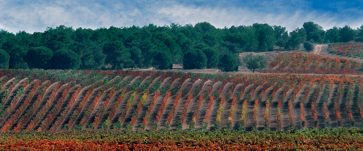 Vineyards in La Rioja, Spain