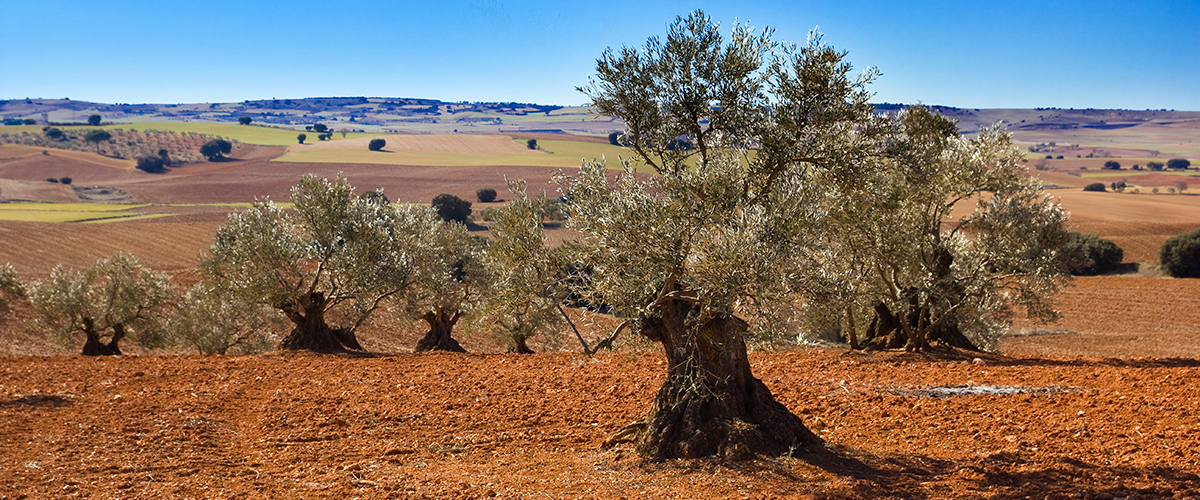 Olive groves in Castilla-La Mancha, Spain